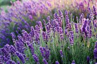 lavenders-6482579_1280